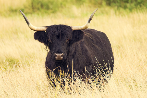 Image black-highlander-scottish-cow by Rosemary Nixon